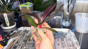 Детки на Орхидеях ! Как отсоединить и пересадить