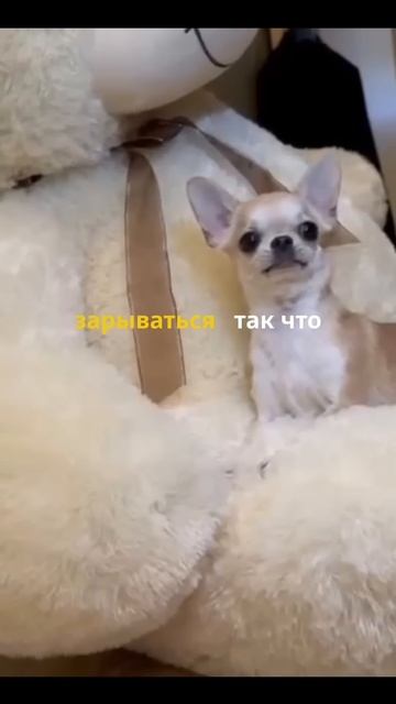 Чихуахуа: советы владельцам ❤️ #shorts #shortvideo #short #собака смотреть онлайн