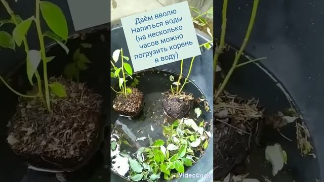 Засохли кусты голубики, что делать? Жара на Кавказе смотреть онлайн