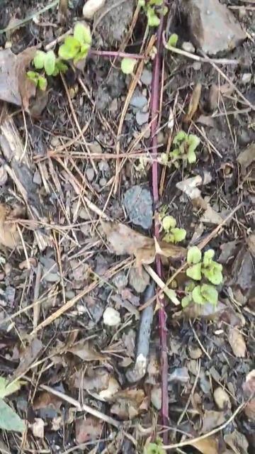 Бідкалась, що вимерзла м'ята... #шортс #українською #мят? смотреть онлайн