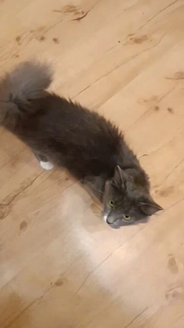 Кошка не ест рыбку смотреть онлайн