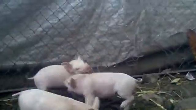 Поросята хулигана смотреть онлайн