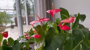 Антуриум, Советы по Уходу