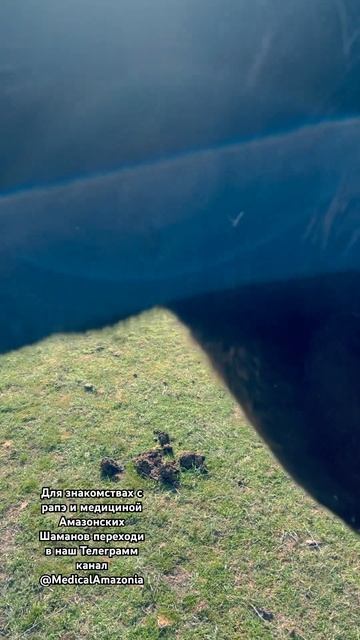 Дикая Лошадь и РАПЭ🍃🌺🐎 #рапэ #сананга #шаманскиепра смотреть онлайн