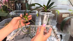 Как пересадить Орхидею а размере 2,5 ? Быстро , просто , э