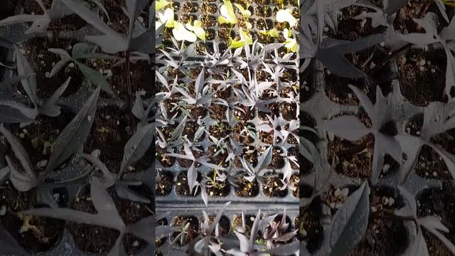 Ипомея батат - черенки смотреть онлайн