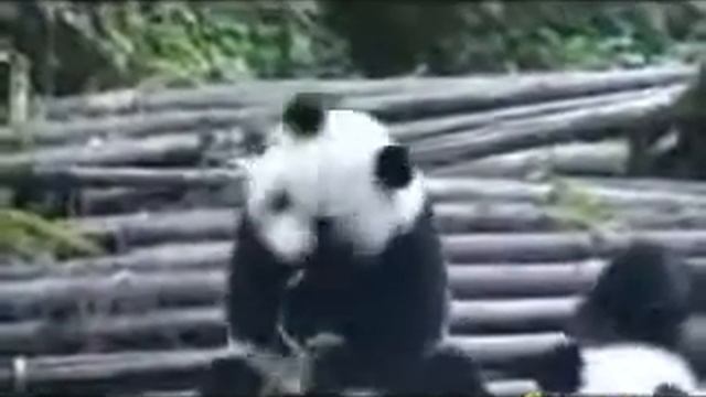 Приколы ! Панда чихает смотреть онлайн