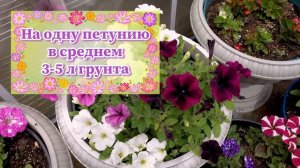 🪴Идеальное количество петуний в кашпо для пышного цв