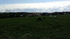 Сколько времени пасутся КОЗЫ 🐐Где свет и интернет🔥Еноты😍 Персея