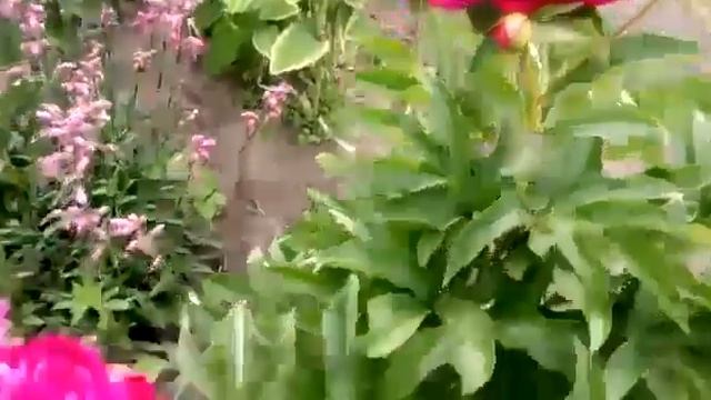 пионы 🌺 которые есть у меня 🍎 смотреть онлайн