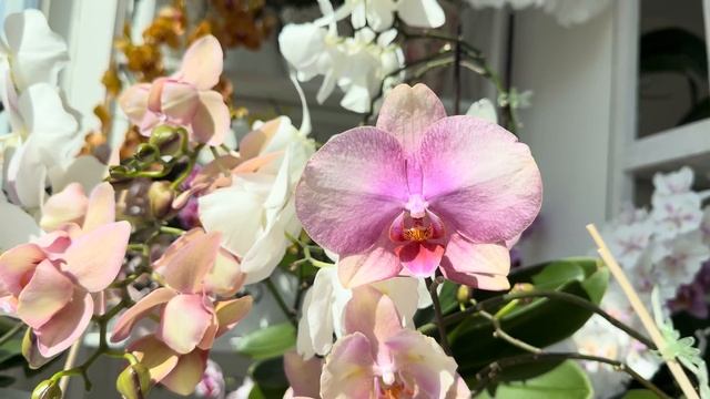 Цветущий Орхидейный Балкончик в Апреле, условия, обзо? смотреть онлайн