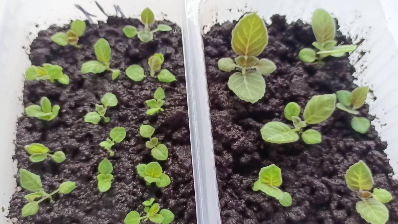 Первая пикировка Глоксинии, выращиваем из семян, подробное видео смотреть онлайн