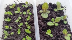 Первая пикировка Глоксинии, выращиваем из семян, подробное видео