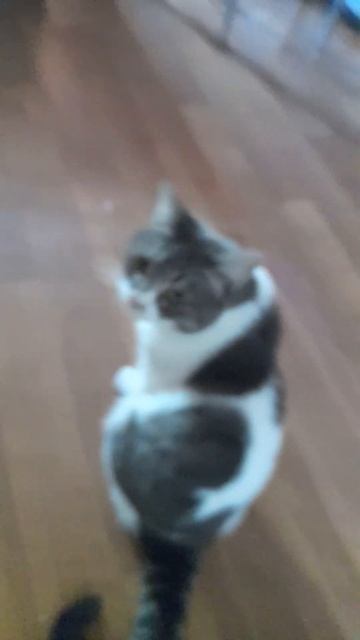 Кузеньке понравился шарик с мятой😻🥰💕 смотреть онлайн