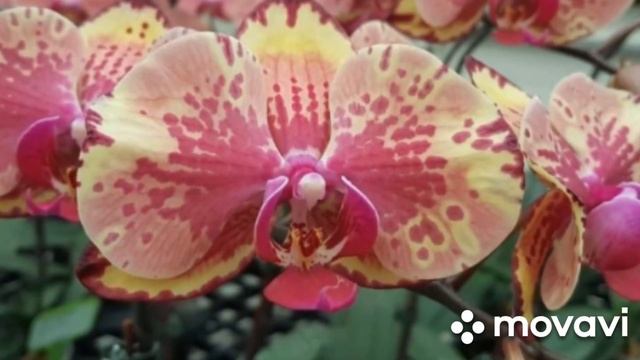 18.01.2025.ПЕРВЫЙ ОПЫТ ПО ОРХИДЕЯМ-ПОДРОСТКАМ 1.7 КУПЛЕННЫМ смотреть онлайн