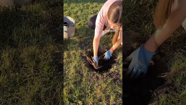 Посадка пиона смотреть онлайн