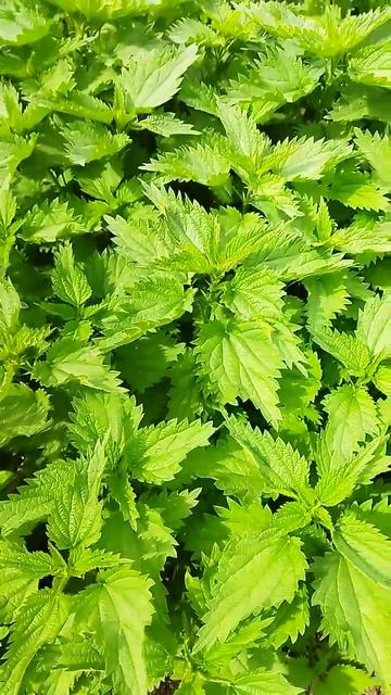 очень сочная и вкусная крапива смотреть онлайн