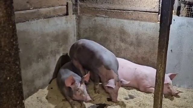 Поросята переехали в зимний сарай. смотреть онлайн