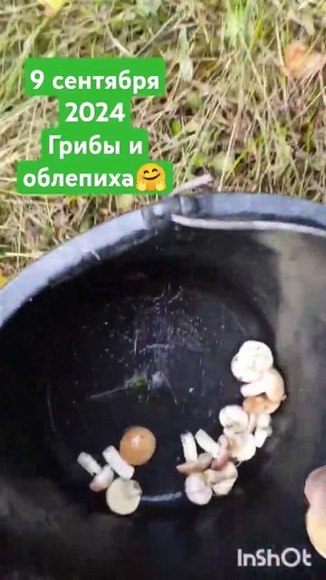 То, что придаёт сил 💪!! #отдых#грибы#облепиха#сад #дача смотреть онлайн