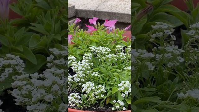 Цветущий май!🥰👍🌹🌺🌻🌼🌸🌿🌤️ смотреть онлайн