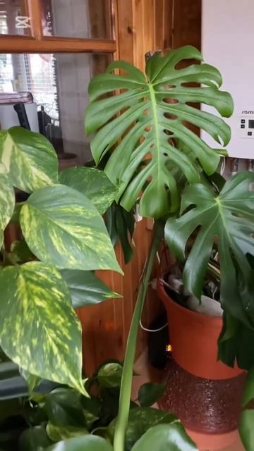 Из двух несчастных череночков выросли красавицы монс? смотреть онлайн