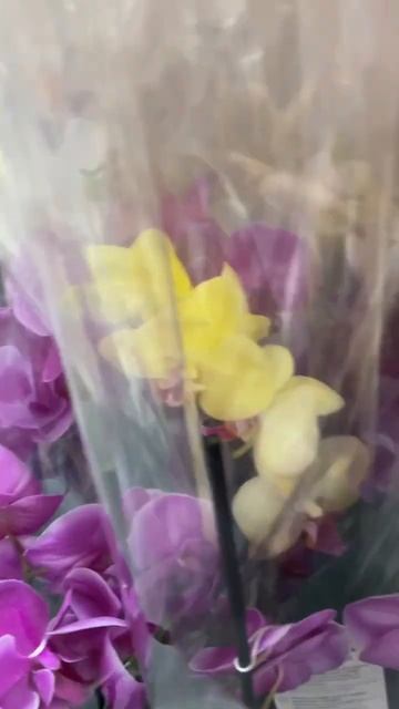 Разноцветные орхидеи.Multicolor orchids. #youtubeshorts смотреть онлайн