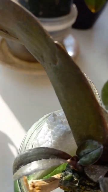 Орхидея с 2 детками без корня смотреть онлайн