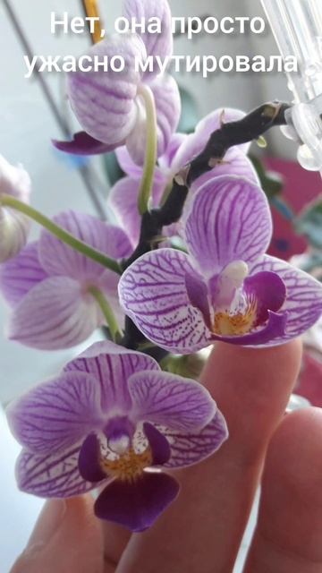 Мутация Орхидеи Сого Вивьен #орхидеи #orhids #мутанты смотреть онлайн