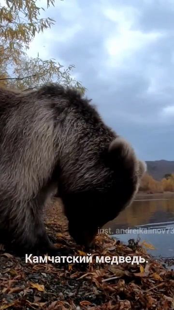 Медведь ест рыбу. #bear #медведь #хищник #опасность #риск # смотреть онлайн