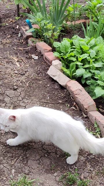 Танцуй как я. Лиза кошка. #шорты 4k смотреть онлайн