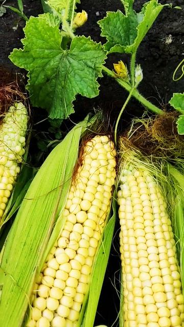 🌽 Кукуруза🌽- собираю урожай, 5 августа, Мордовия смотреть онлайн