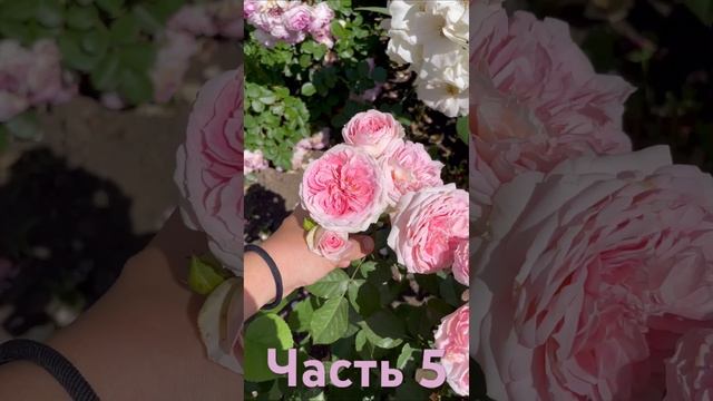 Ч.5 Обзор роз с названиями #огород #рекомендации #обзор смотреть онлайн