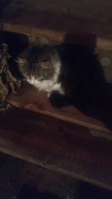 Кот париться в бане смотреть онлайн