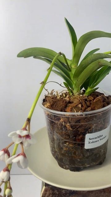 Sarcochilus yellow heart #orchid #орхидеи #orchids #орхидея смотреть онлайн