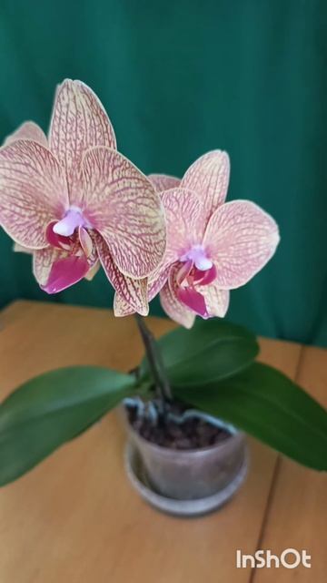 Орхидеи. Релакс. смотреть онлайн