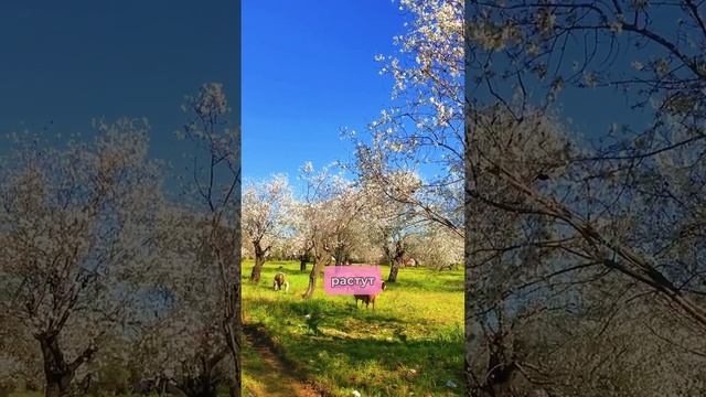 в ГРЕЦИЮ из ТУРЦИИ🇹🇷🇬🇷 поселок в Турции похожий н? смотреть онлайн