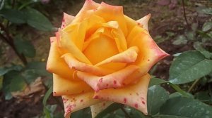 Клематис Ашва, роза Мохана.