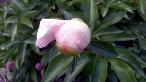 ПИОН. "Монсье Жуль Эли". Распустился за три дня.