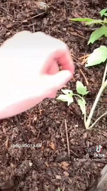 Искра М от совки 🐛 #огород #совка #вредители смотреть онлайн