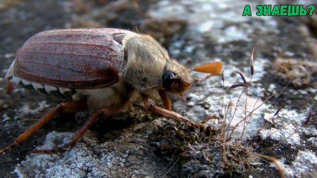 Майский жук - друг или враг садовода? смотреть онлайн