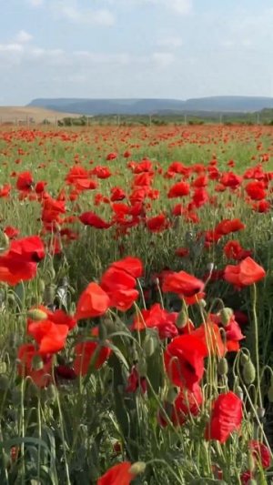 ОШАЛЕТЬ. Крым сегодня.