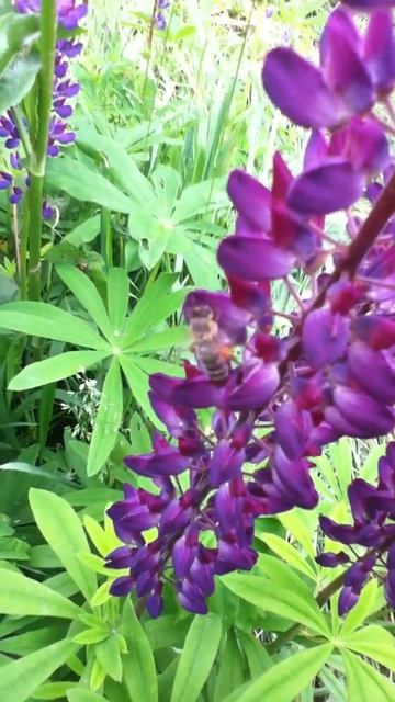 Пчела в люпинах смотреть онлайн