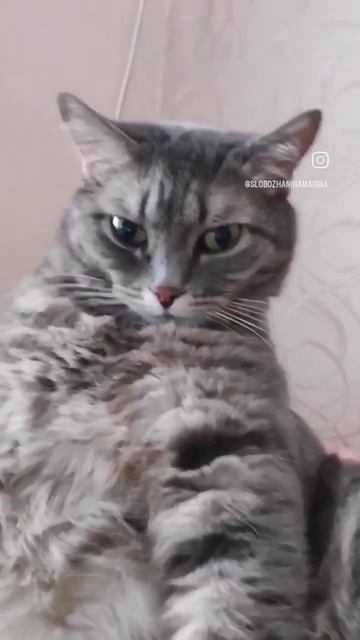 #царьзверей #котики #кот #семен #домашниеживотные смотреть онлайн