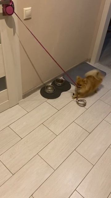 Шпиц Тэя. Намекает, что пора гулять )