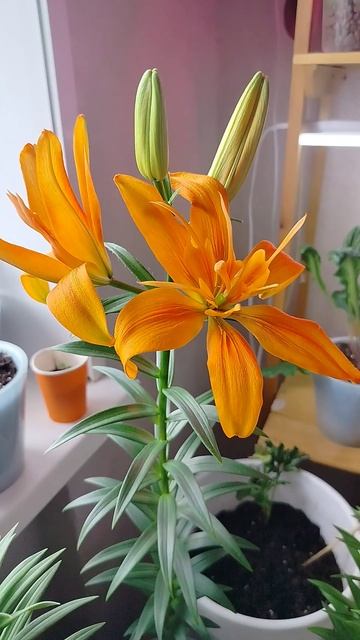 лилия распустилась на Пасху смотреть онлайн