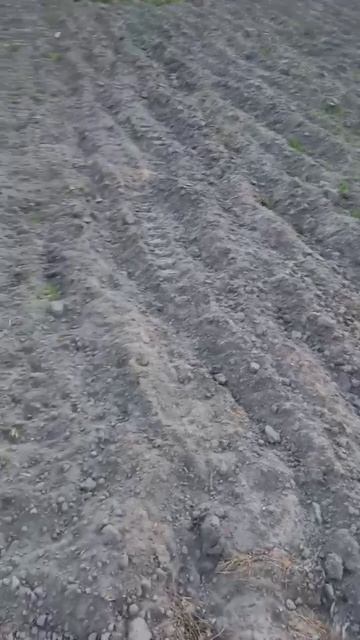 огурцы и земля