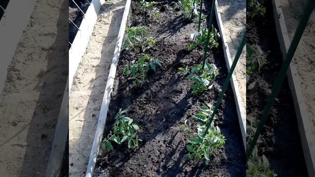 Убрали парники с помидоров. смотреть онлайн