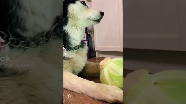 Приколы с собаками- 4 часть! #собаки, #dogsfunny смотреть онлайн