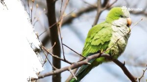 👑10 Лучших попугаев для начинающих 👑