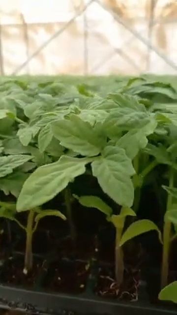 ОПТОВЫЕ ПРОДАЖИ ФРУКТОВ И ОВОЩЕЙ С ПОЛЕЙ, САДОВ, ПЛАНТ?